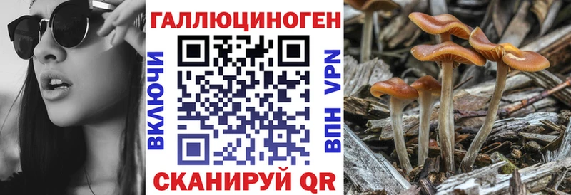 сайты даркнета телеграм  Красный Холм  Псилоцибиновые грибы Magic Shrooms  как найти наркотики 